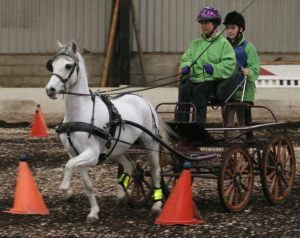 Fiona drives Nutmeg