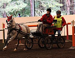 through the obstacles at Forest Edge